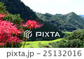 A cluster amaryllis swaying in the rice terrace 25132016
