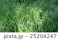 9月の田んぼ 25204247