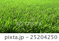 Rice field in September 25204250