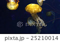 Pacific Sea Net Le 25210014