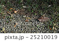 A group of ants 25210019