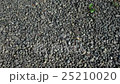 A group of ants 25210020