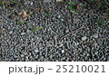 A group of ants 25210021