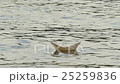 White Paper Ship is Floating by Water Childish 25259836