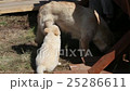 Puppy eating milk 25286611