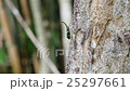 Footage of Pyrops candelaria walking on tree 25297661