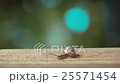 Medium Shot of a White Lipped Snail 25571454