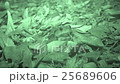 ヒキガエル 25689606
