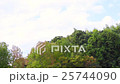 風にそよぐ樹木　木々　風　秋　エコイメージ 25744090