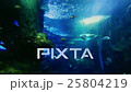 Sealife in a huge aquarium 25804219