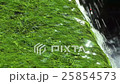Flow of green moss 25854573