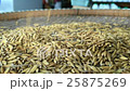 hand holding rice paddy on the bamboo tray 25875269