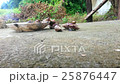 Snail walking around plate time lapse 25876447