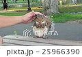 Squirrel eating almond, hand petting from behind. 25966390