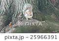 Squirrel eating almond  25966391