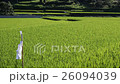 Japanese rice field 26094039