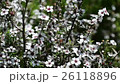 New Zealand Manuka flowers and honey bees 26118896