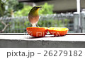 メジロ 26279182