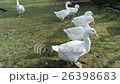 german bird disease 26398683