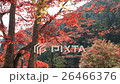 モミジ モミジ 26466376