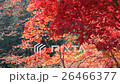モミジ モミジ 26466377