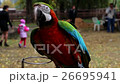 Painted Parrot on the Background of People in the 26695941