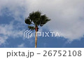 Palm trees swaying in the wind 26752108