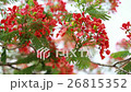 Flame Tree flower 26815352