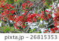 Flame Tree flower 26815353