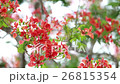 Flame Tree flower 26815354