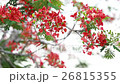 Flame Tree flower 26815355