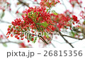Flame Tree flower 26815356