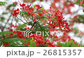 Flame Tree flower 26815357