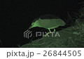 ゴイサギ 26844505
