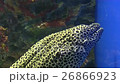 Moray eel, aquarium, sea animal, cleansing shrimps 26866923
