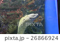 Moray eel, aquarium, sea animal, cleansing shrimps 26866924