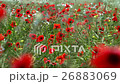 field of blooming and dancing in the wind poppies 26883069