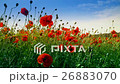 poppies dancing in the wind, Poppy field ProRes 26883070