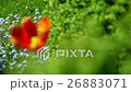 Beautiful red Tulip in the natural home garden 26883071