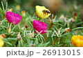Honey bee collects nectar in the flowerbed  26913015