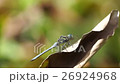 dragonfly 26924968