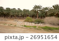 Palm tree plant 26951654