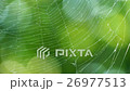 Spider web in the wind on background of green leav 26977513
