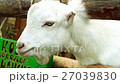 White Goat is Eating the Bread, Chewing and 27039830