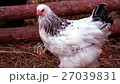 Chicken is Walking in the Park and Looks Around 27039831