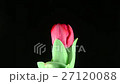 チューリップの開花　インターバル撮影 27120088