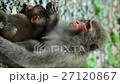 野猿の親子・胸の中に子を守りながら食事する野猿の親子・縦位置 27120867