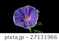 アサガオの開花 インターバル撮影 27131966