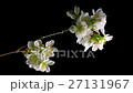 桜の開花　タイムラプス撮影 27131967