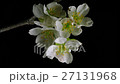 微速度撮影　桜の開花 27131968